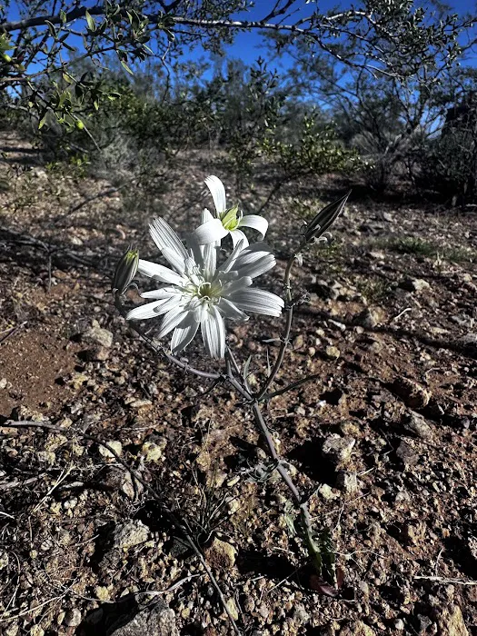 The Peach Patch Picture 10