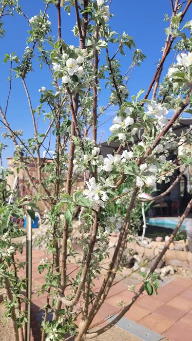 Tiny home in Dolan Springs Picture 1