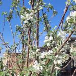 Tiny home in Dolan Springs