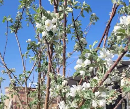 Tiny home in Dolan Springs