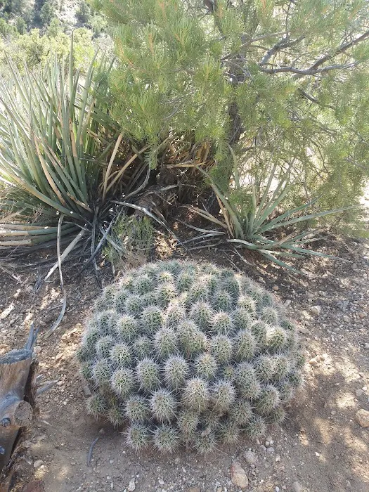 Packsaddle Campground Picture 10