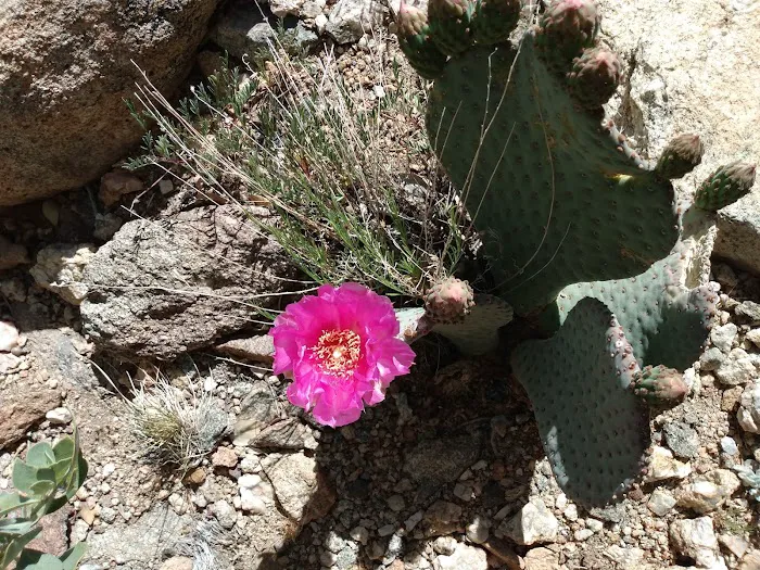 Windy Point Campground Picture 4