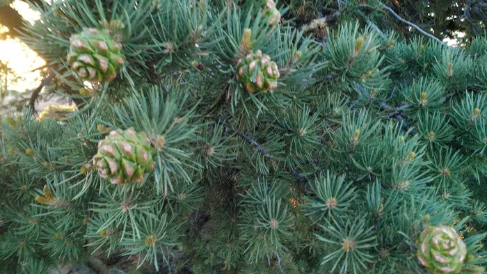 Windy Point Campground Picture 8