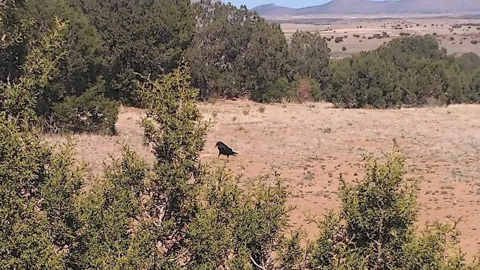 Cottonwood Cove Campground Picture 8