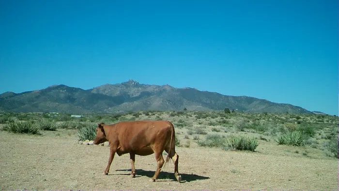 The Permaculture Paradise Village Picture 5