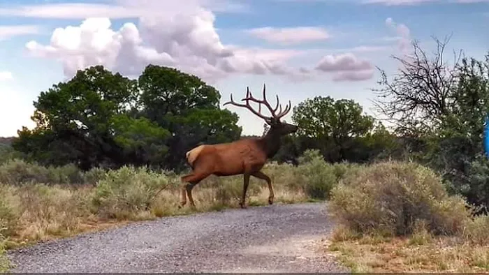 A Spark in the Dark Campground Picture 4