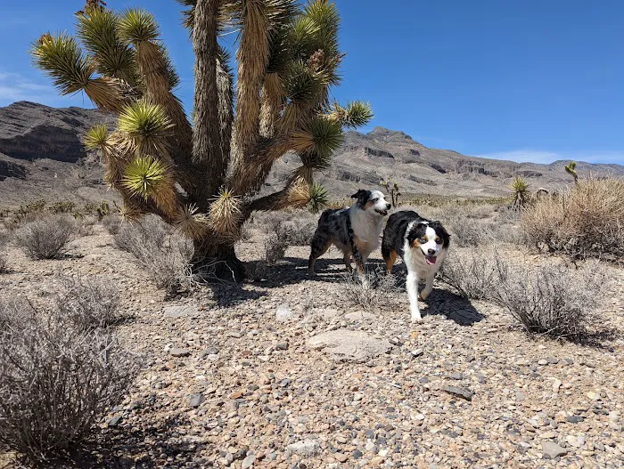 Gass Peak Road Camping Area Picture 6