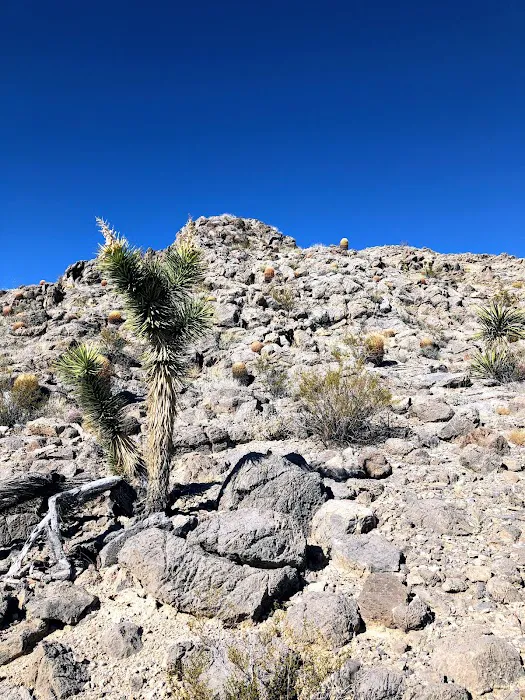 Gass Peak Road Camping Area Picture 4