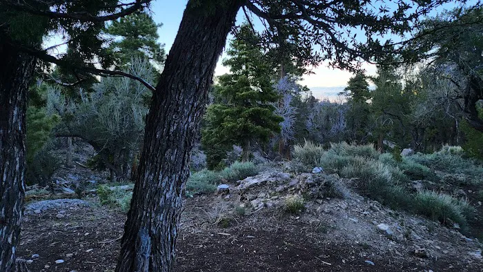 Mahogany Grove Group Campground Picture 4