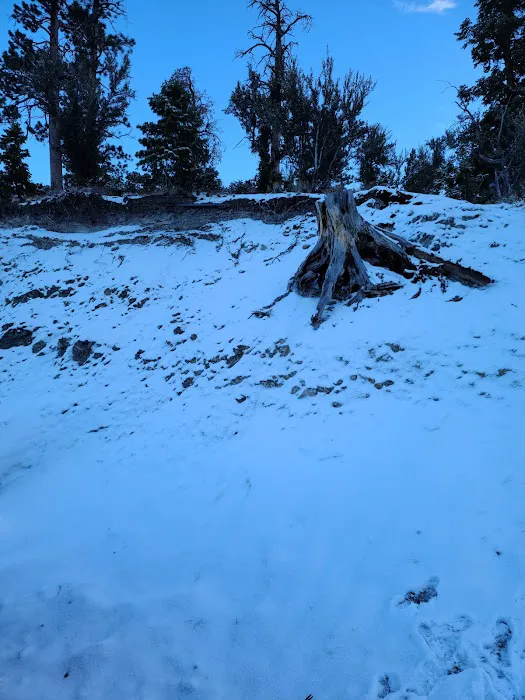 Mahogany Grove Group Campground Picture 10