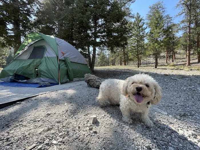 McWilliams Campground Picture 9