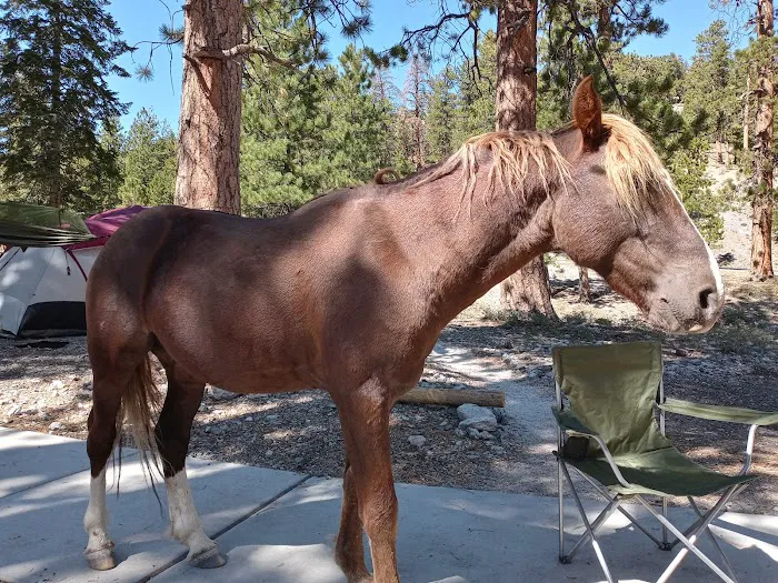 McWilliams Campground Picture 10