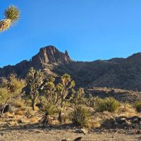 KRRSBrand Estate ico