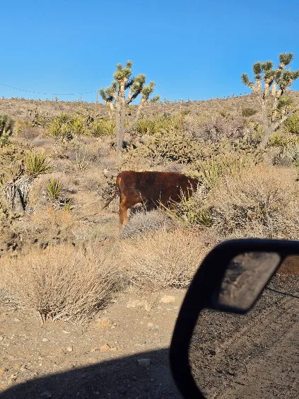 KRRSBrand Estate Picture 3