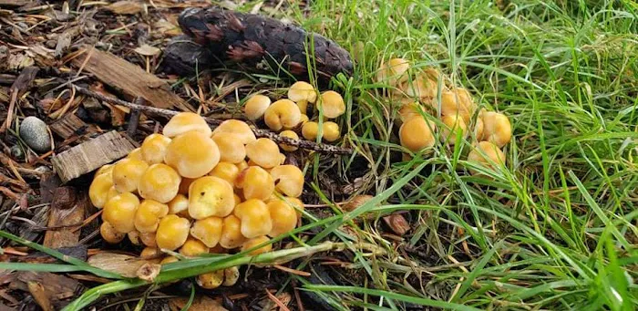 Dean's Campground Picture 4