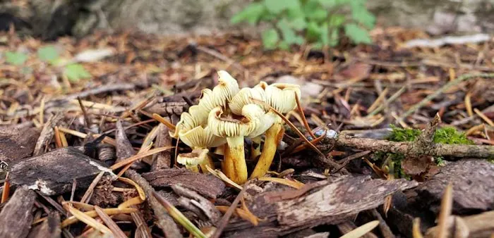 Dean's Campground Picture 3