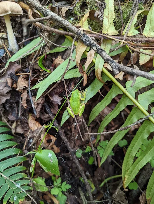 Dean's Campground Picture 9