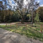 Hollow Tree Hideaway