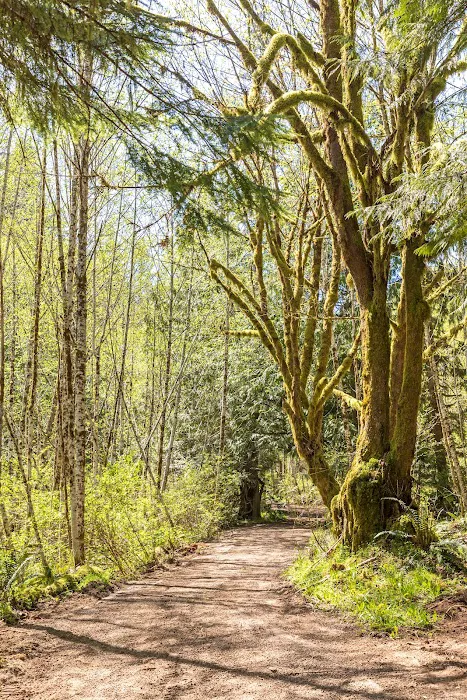 The Alder Forest Picture 7