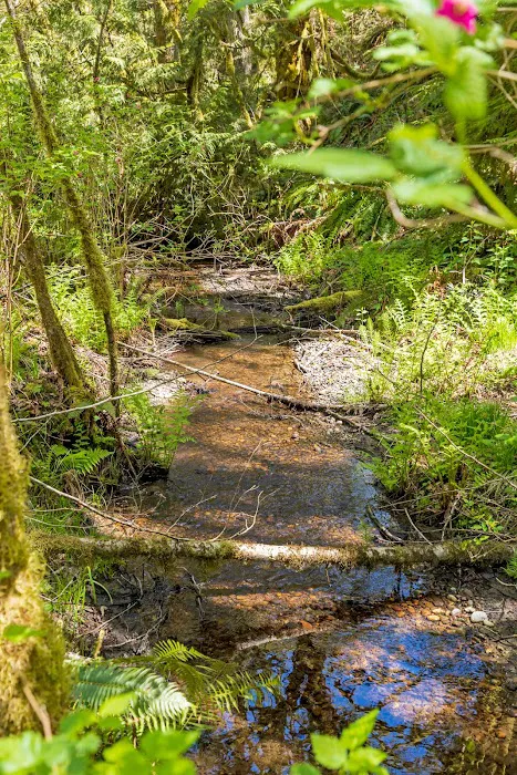 The Alder Forest Picture 5