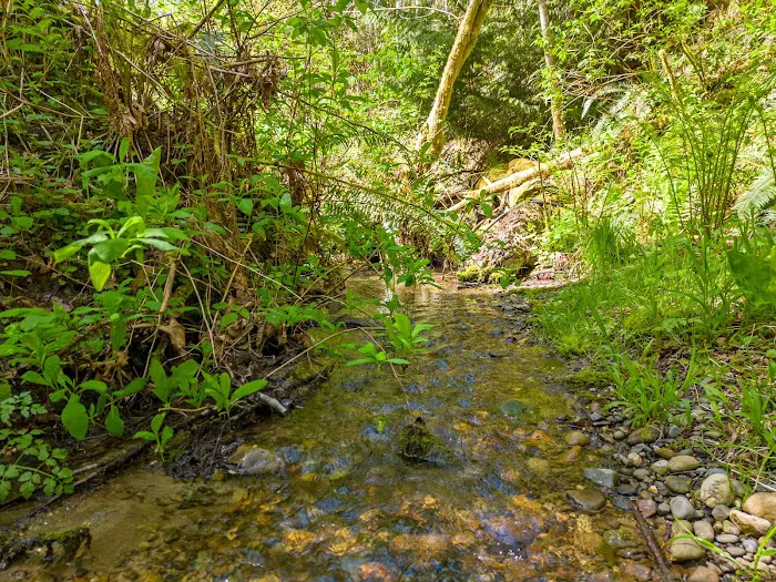 The Alder Forest Picture 10