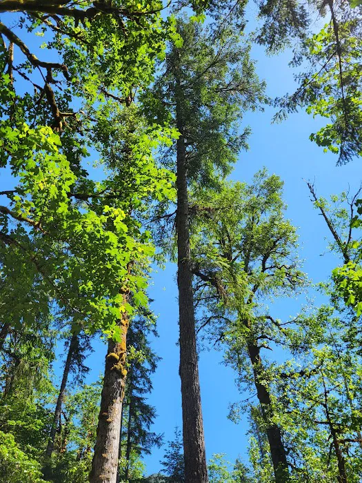 Collins Campground Picture 2