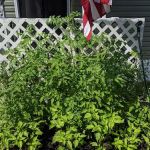 Elko Schutte Carpenter Trailer