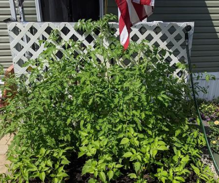 Elko Schutte Carpenter Trailer