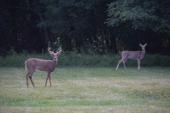 Washingtonville Manor Manufactured Home Community Picture 9