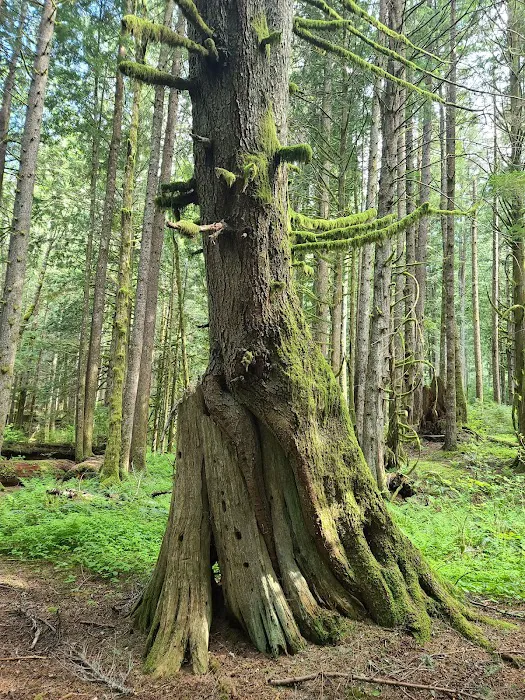 Tinkham Campground Picture 3