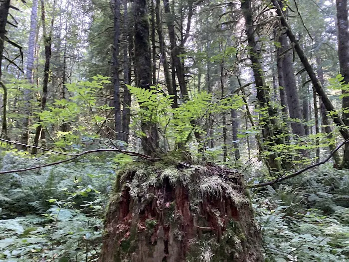 Tinkham Campground Picture 5