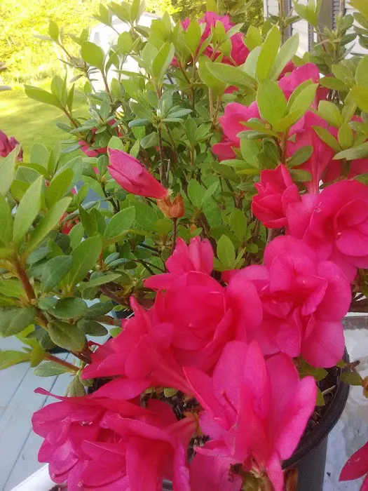 Walter's Mobile Home Village Picture 7