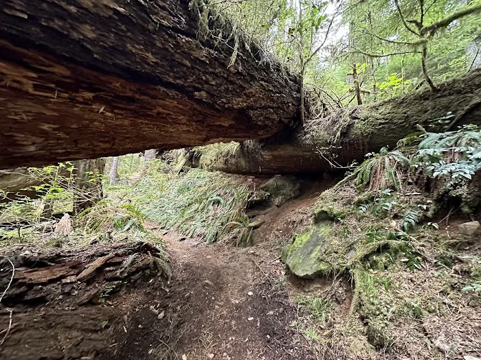 Carbon Glacier Trail Picture 2