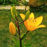 Land O Pines Mobile Home Park