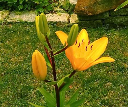 Land O Pines Mobile Home Park