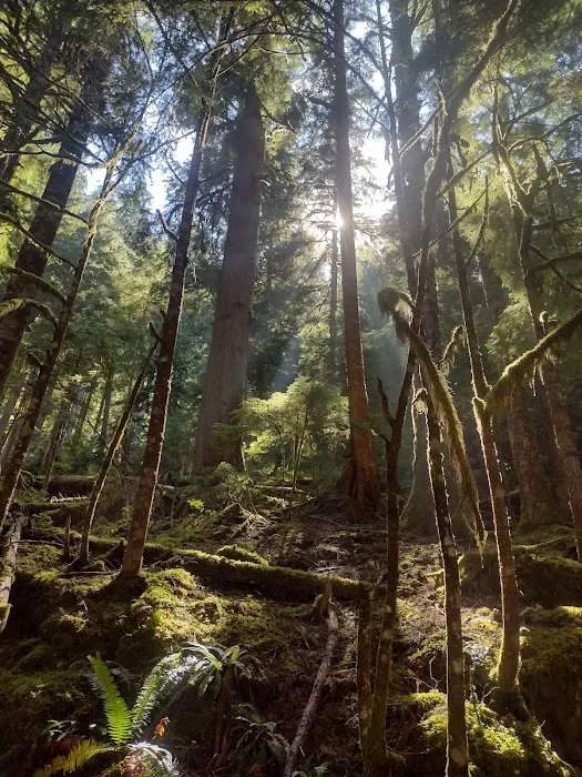 Carbon River Camp Picture 3