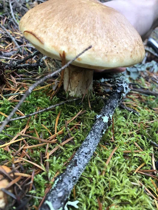 Cold Creek Campground Picture 6