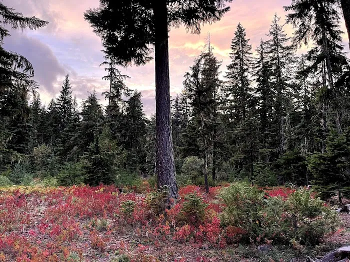 Kachess Campground Picture 8