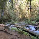 Bark Shanty Campsite