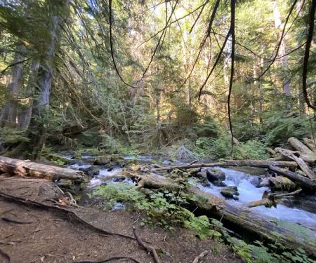 Bark Shanty Campsite