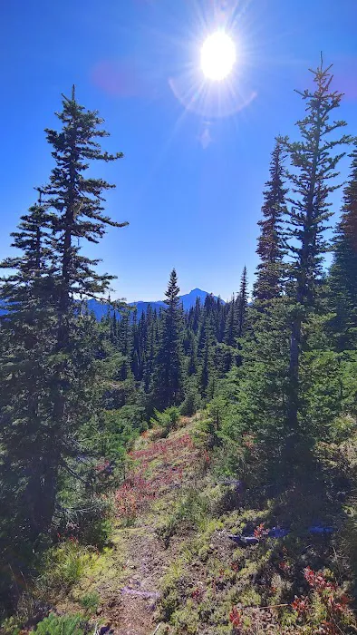 Tunnel Creek via Big Quilcene Road Trailhead Picture 6
