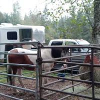 Sage Horse Camp ico
