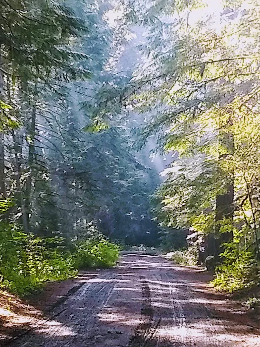 Dungeness Forks Campground Picture 5
