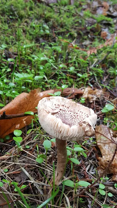 Dungeness Forks Campground Picture 7