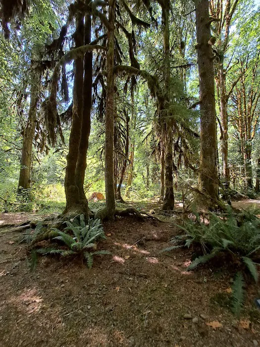 Hamma Hamma Campground Picture 2