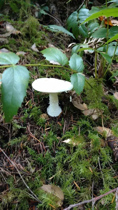 Hamma Hamma Campground Picture 3