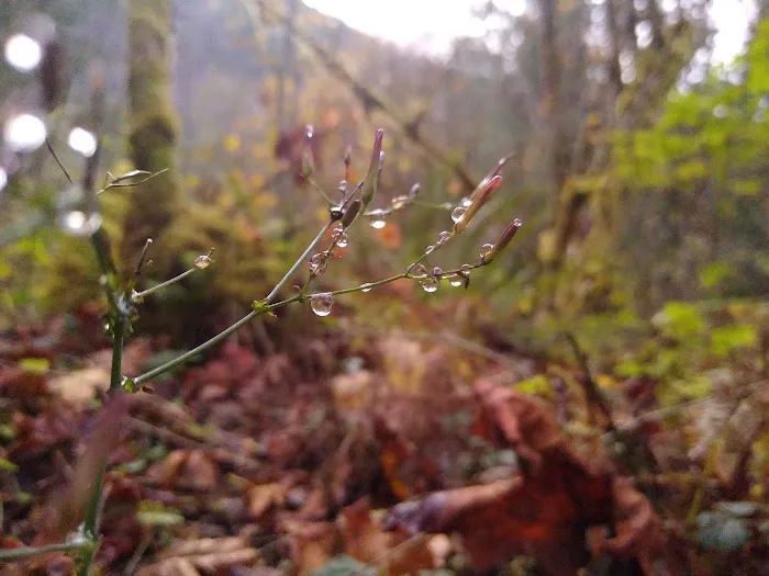 Hamma Hamma Campground Picture 1