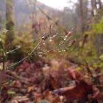 Hamma Hamma Campground