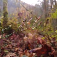 Hamma Hamma Campground ico