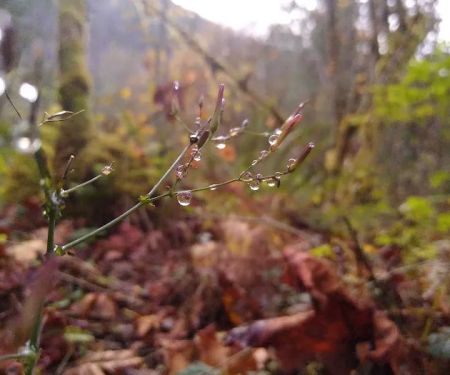 Hamma Hamma Campground